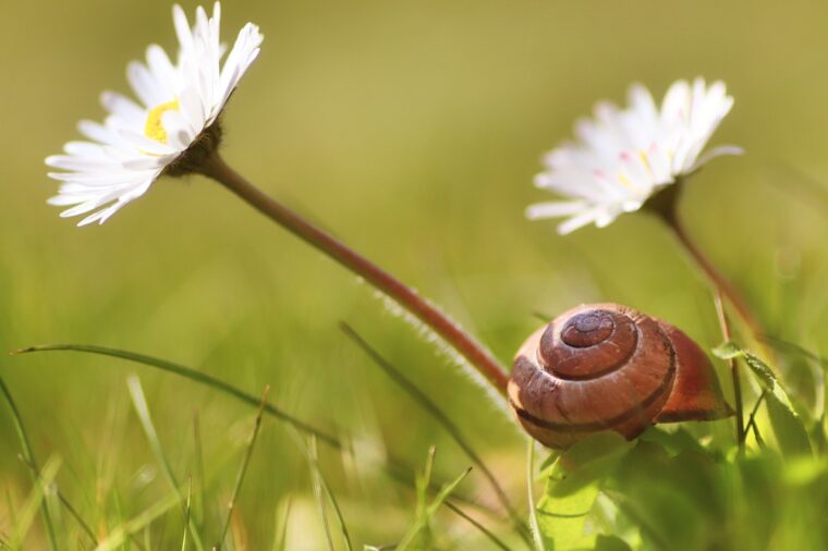 snail-flower